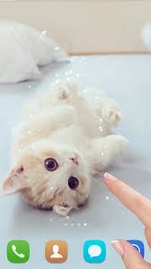 Temukan gambar stok cakar kucing wallpaper, kaki, kaki anjingnya, beresolusi hd dan jutaan foto, ilustrasi, dan vektor stok tanpa royalti lainnya di koleksi shutterstock. Cute Cat Live Wallpaper Apk 1 1 4 Download For Android Download Cute Cat Live Wallpaper Apk Latest Version Apkfab Com