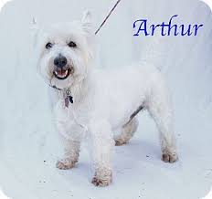 Check spelling or type a new query. Bradenton Fl Westie West Highland White Terrier Mix Meet Arthur A Dog For Adoption Http Www Adoptape West Highland White Terrier White Terrier Terrier