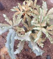 Image result for Cyphostemma schlechteri