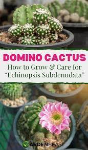 Domino Cactus Guide How To Grow Care For Echinopsis Subdenudata In 2021 Cactus Care Cactus Seedling Pots