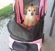 Regifting dog stroller with bent wheel and zipper