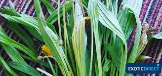 Iguanas are large lizards that live in the forests of central and south america. What Do Iguanas Eat Exoticdirect