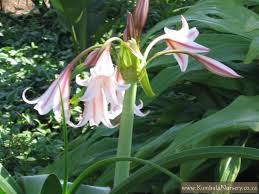 Image result for Crinum macowanii