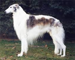 Harps, hounds and horses, in our glen above the lake. Borzoi Dog Breed Information And Pictures