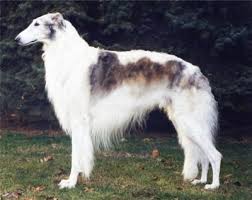 Aria borzoi, fort worth, texas. Borzoi Dog Breed Information And Pictures