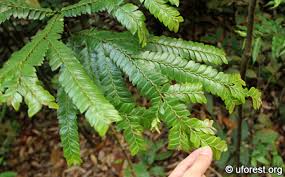 Image result for Anisophylleaceae