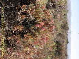 Image result for Sarcocornia natalensis