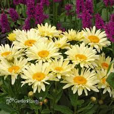 Image result for Ipomoea leucanthemum