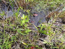 Image result for Mayacaceae