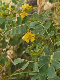 Image result for Senna italica