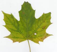 Ahorn Blatt Orange Grun Laub Farbverlauf