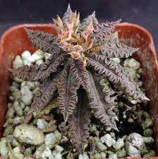 Image result for Euphorbia transvaalensis