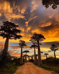 Victor Memain On Instagram L Amour Du Baobab Sunset Baobab Madagascar Travel Photography Africa Sunset Nature Photography Africa Holiday