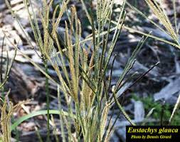 Image result for Eustachys