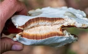 Image result for Ganoderma tsugae