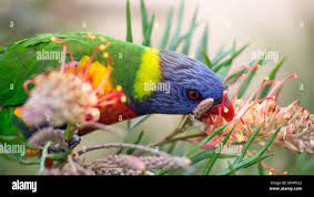 Rainbow Lorikeet Australian Parrot Eating Grevillea Superb Nectar In Sydney Australia Stock Photo Alamy