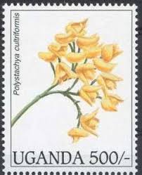 Image result for Polystachya cultriformis