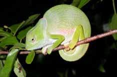 Image result for Sclerochiton obtusisepalus