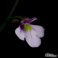 Image result for Genlisea