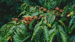 Image result for Coffea