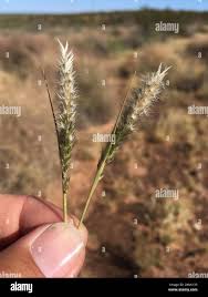 Image result for Enneapogon desvauxii