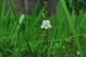 Gambar Bunga Bunga Putih Kecil Hijau Tanaman Berbunga Menanam Botani Keluarga Rumput Bunga Liar Daun Bunga Tanaman Terestrial Batang Tanaman Tanaman Air Tanaman Vaskular Bellflower Keluarga Alang Tanaman Abadi 6000x4000 Photography