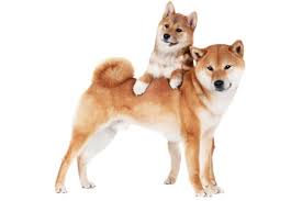 We did not find results for: The Cost Of Shiba Inu Puppies Adult Dogs With Calculator Petbudget