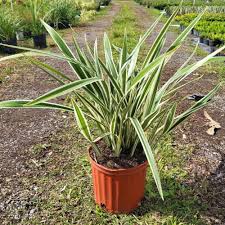 Image result for Dianella