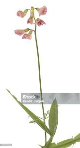 Image result for Lathyrus hirsutus
