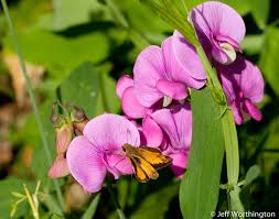 Image result for Nesaea erecta