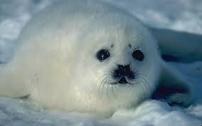 Hd Baby Seals Wallpapers Peakpx
