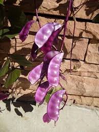 Image result for Lablab purpureus