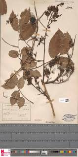 Image result for Orthopichonia barteri