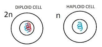 What's the difference between diploid and haploid? Diploid Flashcards Quizlet