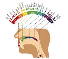 • phonetics is the study of human sounds and phonology is the classification of the sounds within the . Where In Your Mouth English Letters Are Formed R Coolguides