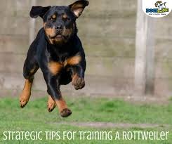 Preparing for obedience training first you need to prepare before beginning your obedience training.you should always have your rottweiler's leash and collar, a reward system (like treats or a toy), select a location for your training (your backyard, living room, the park) where you can both feel comfortable and relaxed, and be patient! Strategic Tips For Training A Rottweiler Dogizone
