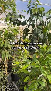 Image result for Aristida stipitata