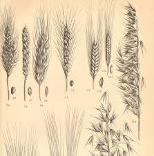 1904 Different Kinds Of Cereals Wheat Rye By Cabinetoftreasures 16 95 Wheat Drawing Botanical Drawings Dreamy Art