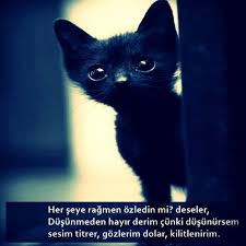 Resimli Anlamli Sozler Cute Kittens Sevimli Kediler