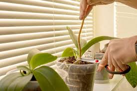 Image result for orchid cuttings