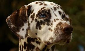 One is a male we named dirk from the dirk pit character in books my husband reads. 101 Dalmatians Dog Names Which One Is Your Favorite