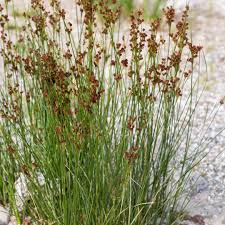 Image result for Juncus