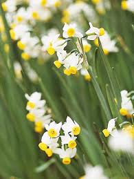 17 Top Daffodils Daffodils Daffodils Planting Fragrant Flowers
