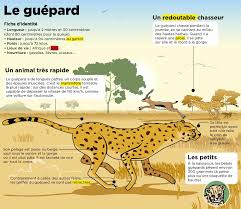 Epingle Par Bozena K Sur Mon Quotidien Guepard Nom Des Animaux Animaux Et Oiseaux