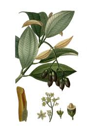 The leaves are oval and elongated and can reach 18 cm (7 in) in length and 5 cm (2in) in width. Cinnamomum Verum Cinnamon Ceylon Cinnamon Tree Pfaf Plant Database