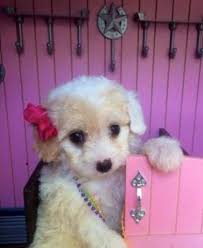 I am a breeder austin, texas and our puppies are raised underfoot with all the love and attention a puppy needs. Maltipoo Puppies For Sale In Missouri City Texas Classified Americanlisted Com