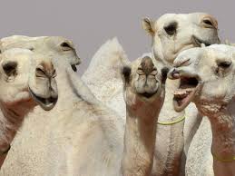 1 out of 36949 crosswords. 12 Camels Disqualified From Saudi Arabian Beauty Contest After Botox Used To Make Them Prettier The Independent The Independent