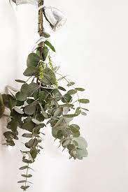 the easy all natural way to make your bathroom smell like a fancy spa bathroom smells fresh eucalyptus eucalyptus shower
