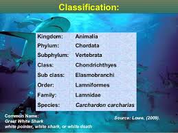 Classification Of The Great White Shark Best Shark Images