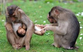 The best part about animals is that they're unpredictable and therefore totally hilarious. Wild Animals Can Be Really Funny Sometimes Too 45 Pics Izismile Com